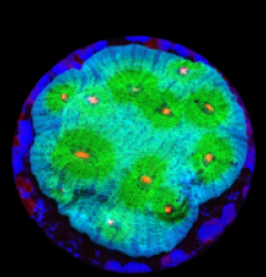 Echinophyllia sp. (Avatar) (DJM frag) o 423