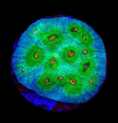 Echinophyllia sp. (Avatar) (DJM frag) o 507