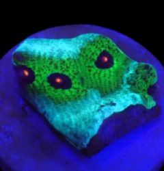 Echinophyllia sp. (Avatar) (DJM frag) o 620