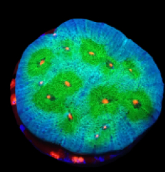 Echinophyllia sp. (Avatar) (DJM frag) o 661