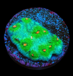 Echinophyllia sp. (Avatar) (DJM frag) pb 005
