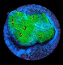 Echinophyllia sp. (Avatar) (DJM frag) pb 008