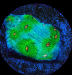 Echinophyllia sp. (Avatar) (DJM frag) pb 027
