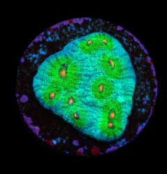 Echinophyllia sp. (Avatar) (DJM frag) pb 252
