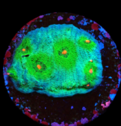 Echinophyllia sp. (Avatar) (DJM frag) pb 280