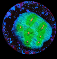Echinophyllia sp. (Avatar) (DJM frag) pb 321