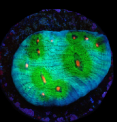 Echinophyllia sp. (Avatar) (DJM frag) pb 504
