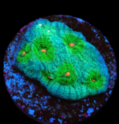Echinophyllia sp. (Avatar) (DJM frag) pb 510