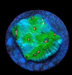 Echinophyllia sp. (Avatar) (DJM frag) pb 510