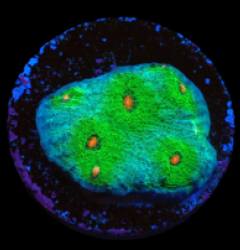 Echinophyllia sp. (Avatar) (DJM frag) pb 620