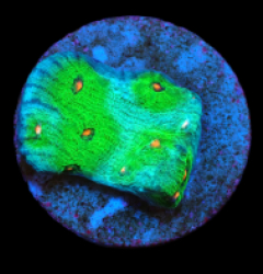 Echinophyllia sp. (Avatar) (DJM frag) pb 621