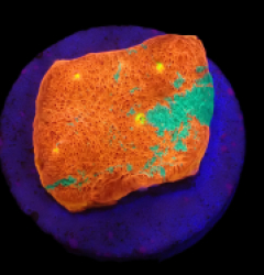 Echinophyllia sp. (Bugatti) (DJM frag) o 286