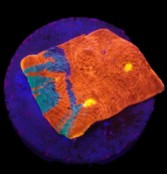 Echinophyllia sp. (Bugatti) (DJM frag) o 390