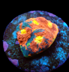 Echinophyllia sp. (Bugatti) (DJM frag) pb 295