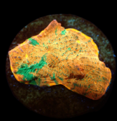 Echinophyllia sp. (Copper Canyon) (DJM frag) pb 266