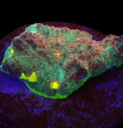 Echinophyllia sp. (Gamalama) (DJM frag) o 610