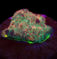 Echinophyllia sp. (Gamalama) (DJM frag) o 648