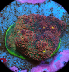 Echinophyllia sp. (Gamalama) (DJM frag) pb 227