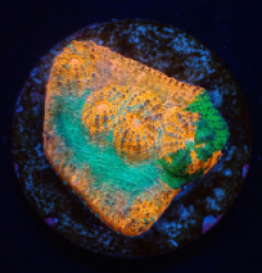 Echinophyllia sp. (Gold) (Grafted) (DJM frag) pb 308