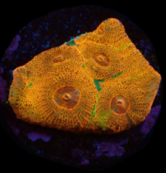 Echinophyllia sp. (Gold) (Grafted) (DJM frag) pb 614