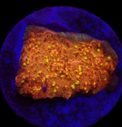 Echinophyllia sp. (Goldmeister) (DJM frag) o 199