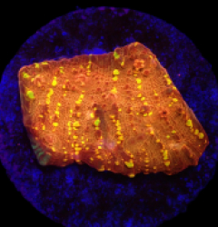 Echinophyllia sp. (Goldmeister) (DJM frag) o 241