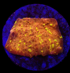 Echinophyllia sp. (Goldmeister) (DJM frag) o 418
