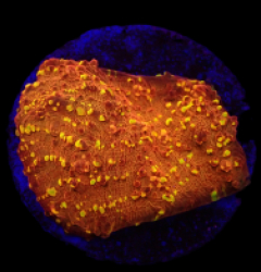 Echinophyllia sp. (Goldmeister) (DJM frag) o 638