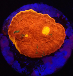 Echinophyllia sp. (Kiss of Fire) (DJM frag) o 003