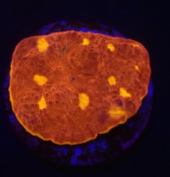 Echinophyllia sp. (Kiss of Fire) (DJM frag) o 013