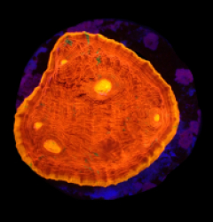 Echinophyllia sp. (Kiss of Fire) (DJM frag) o 049