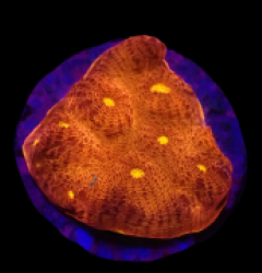 Echinophyllia sp. (Kiss of Fire) (DJM frag) o 284