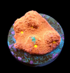 Echinophyllia sp. (Kiss of Fire) (DJM frag) pb 032