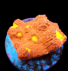 Echinophyllia sp. (Kiss of Fire) (DJM frag) pb 243