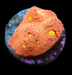 Echinophyllia sp. (Kiss of Fire) (DJM frag) pb 525