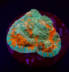 Echinophyllia spp. (Ultra) (frag)