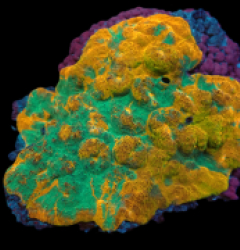 Echinophyllia sp. (Ktar Orenji) (XL) pb 141