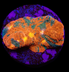 Echinophyllia sp. (Master Grade) (DJM frag) o 307