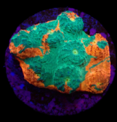 Echinophyllia sp. (Master Grade) (DJM frag) o 657