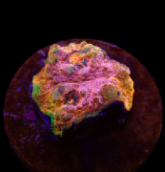 Echinophyllia spp. (Master Grade) (frag)