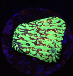 Echinophyllia sp. (Moonfire Ridge) (Rare) o 312