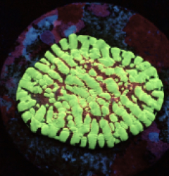 Echinophyllia sp. (Moonfire Ridge) (Rare) pb 144