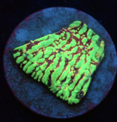 Echinophyllia sp. (Moonfire Ridge) (Rare) pb 509
