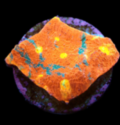 Echinophyllia sp. (Rainbow-Bugatti) (DJM frag) pb 005