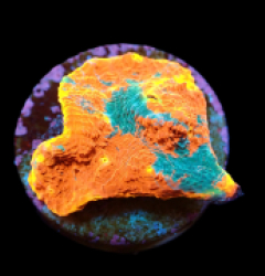 Echinophyllia sp. (Rainbow-Bugatti) (DJM frag) pb 137