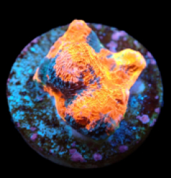 Echinophyllia sp. (Rainbow-Bugatti) (DJM frag) pb 404