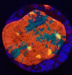 Echinophyllia sp. (Rainbow) (DJM frag) o 112
