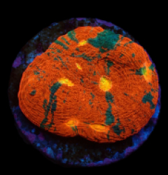 Echinophyllia sp. (Rainbow) (DJM frag) pb 230