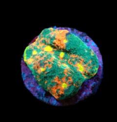 Echinophyllia sp. (Rainbow) (DJM frag) pb 242