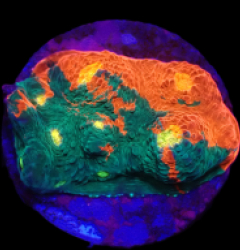 Echinophyllia sp. (Rainbow) (DJM frag) pb 611